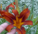 not large, not a fancy form or ruffled, but this one that I call "Hot Coals" literally glows out of wherever it is in the garden.