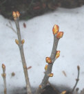dormant Lilac buds just need a bit of indoor treatment to flower early indoors.