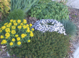 Euphorbia polychroma with Phlox and Sedum kamchatcum 