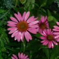 Echinacea 'Reubenstern' (Purple Coneflower 'Ruby Star').  Brighter and sturdier petals than the species.
