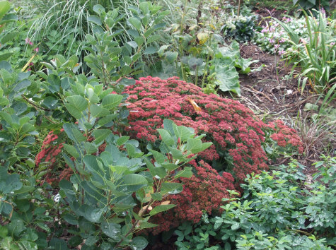 Sedum Autumn Joy, at bloom time after receiving early summer tip pruning.