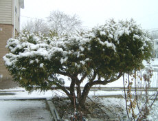 This type of creative topiary or bonsai-like pruning is a Garden Possibilities specialty!  Why not create a priceless bonsai'ed sculpture out of that overgrown everygreen instead of ripping it out!  