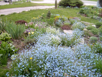 A sea of Forget-me-nots just before pulling them out to make way for main season perennials.  