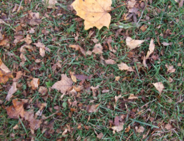 Once chopped to a small size, these leaf bits will be quickly pulled underground by earthworms to improve and aerate the soil.