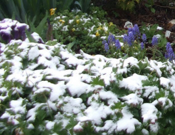 Dwarf Iris, Muscari, bigroot Geranium, and Corydalis lutea enduring a late May dusting of snow.