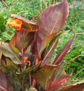Canna 'Tropicanna'  Flamboyant and Bold