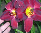 Large flowers, deep red wine colour.  An elegant touch.