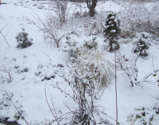 the benefits of leaving clean up until spring.  Interesting stems and seed heads to decorate the snow.