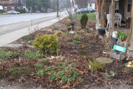 April 6th, 2010 - lots of perennials are greening up way ahead of schedule.  No Daff's or Tulips yet but the unusual warm March got the perennials growing much earlier.