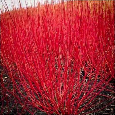 Cornus siberica "Cardinal Red"