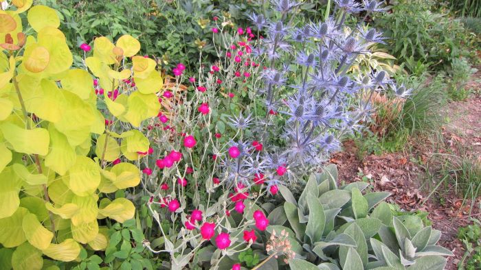 Cotinus aurea with Lychnis coronaria and Eryngium 'Big Blue'