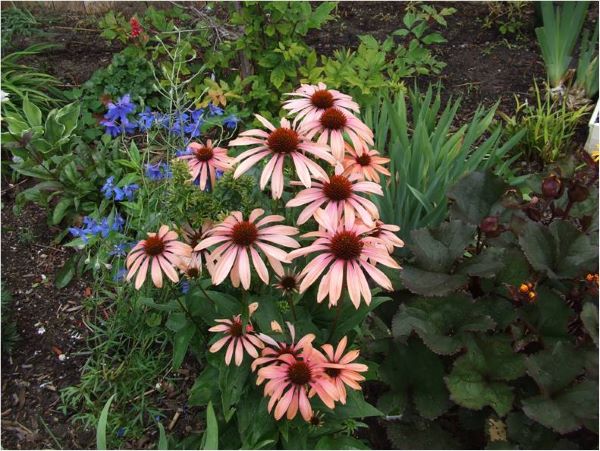 Echinacia hybrid "Summer Sky".