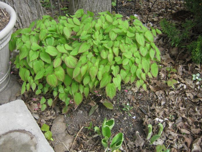 Epimedium at the foot of a tree.