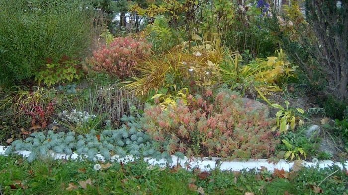 Euphorbia polychroma's fall red colour, and Euphorbia myrsinites.