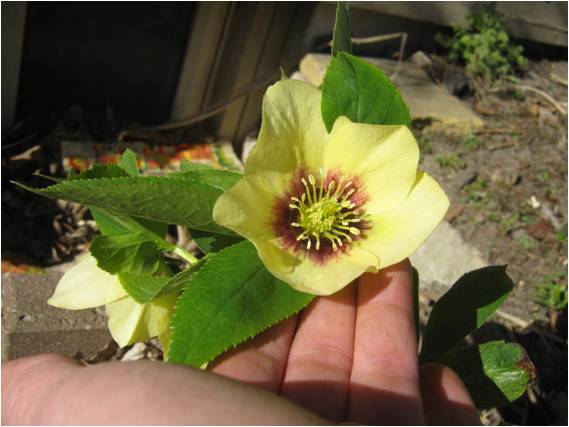 Hellebore 'Golden Sunrise"