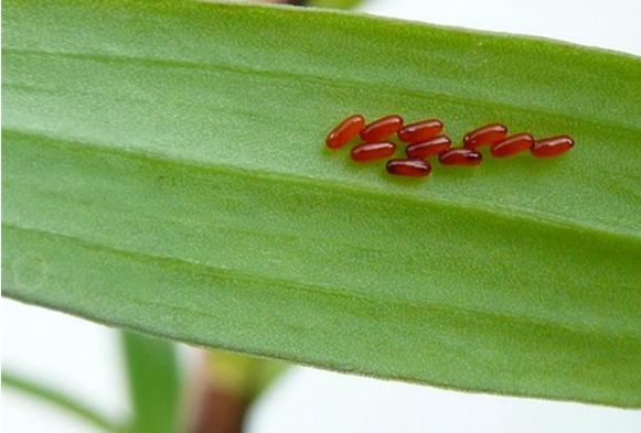 Look on the underside of your Lily plant's leaves soon after they leaf out in spring. Look for lines of reddish eggs. A simple swipe of your gloved finger is all you need to do to kill off the first round of population growth! Lily beetle eggs - watch for these on leaf undersides soon after the plants leaf out in spring.