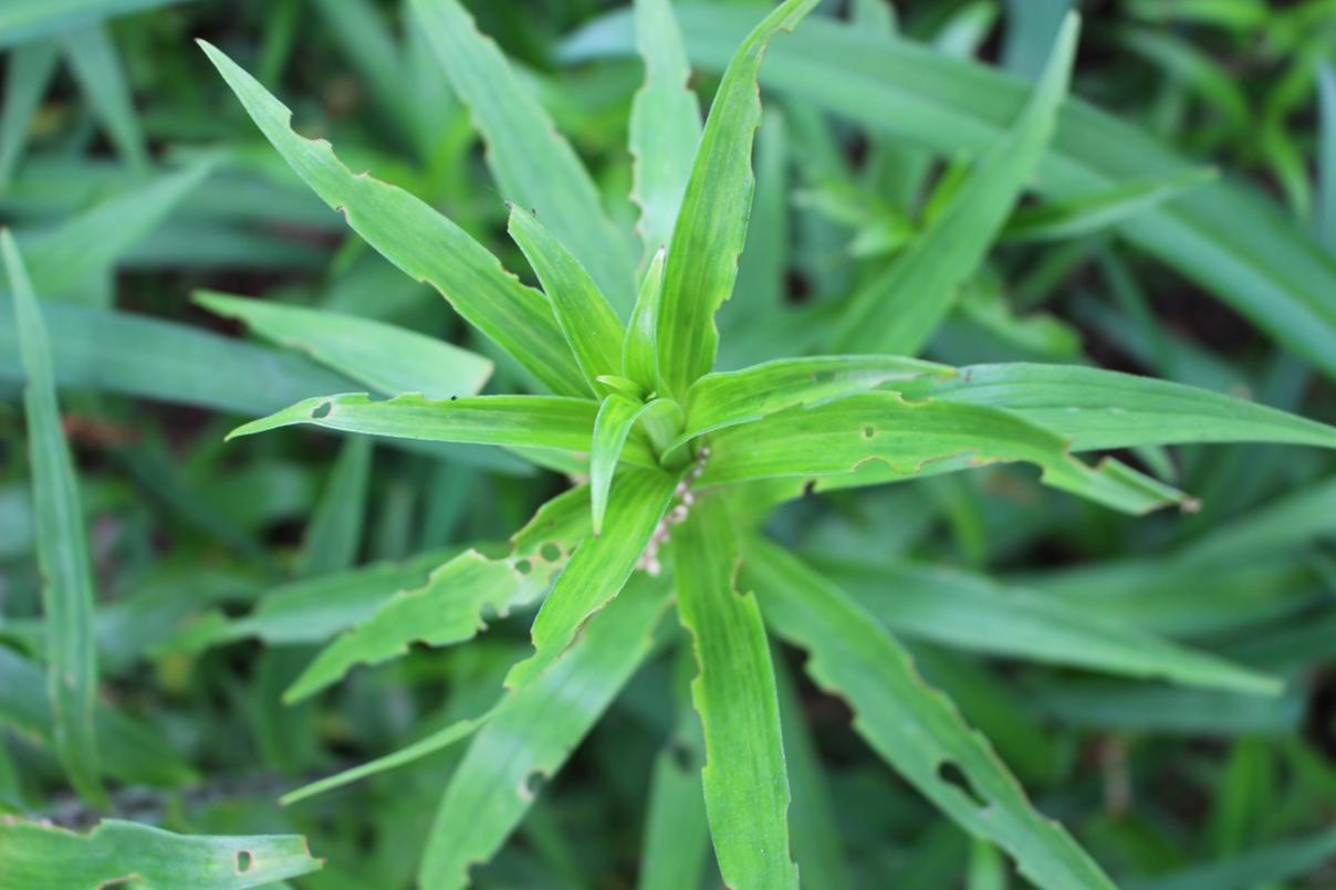 The first tell-tale sign that Red Lily Beetles have found your garden! Start your battle plan now or the population will quickly grow to do much more severe damage. The first signs that Red Lily Beetles have moved into your garden.