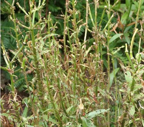 Left unchecked, in 2-3 years Red Lily Leaf Beetle's population grows so large that virtually all the leaves on your Lilies are eaten and the plants weaken from lack of leaf surface to photosynthesize. Lily Beetle damage after a few years of being left unchecked.