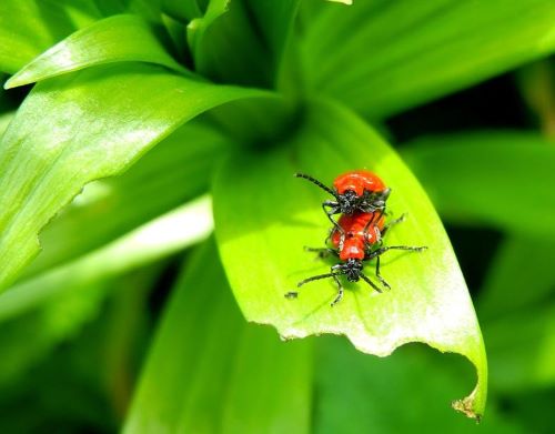 Red Lily leaf beetles, mating.