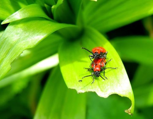 Red Lily Leaf Beetle. They mate 2 times a year and their population can grow quickly. Adults overwinter underground to start a new generation first thing in spring. Red Lily leaf beetles, mating.