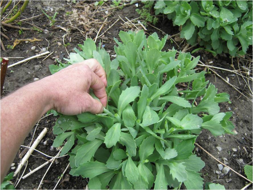 tip pruning Sedum