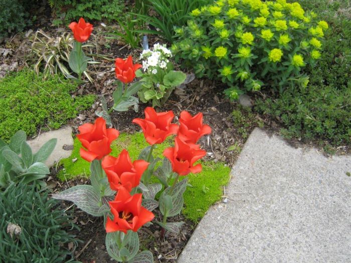 Tulip Red Ridgin Hood