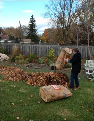 emptying leaf filled yard waste bags for chopping