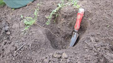 Trying to dig out Bindweed roots.