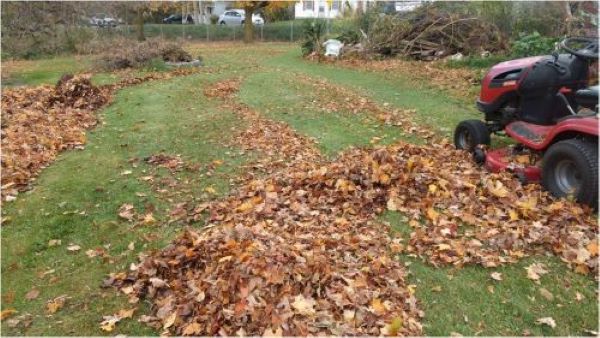 a ride on lawn mower makes quick work of leaf chopping. 