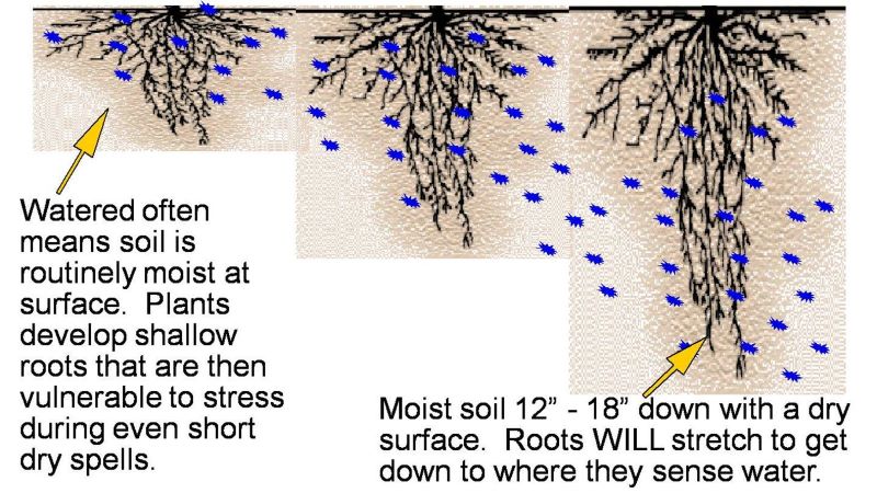 nurturing drought tolerant plants. 