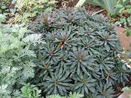 Euphorbia amygdaloides purpurea