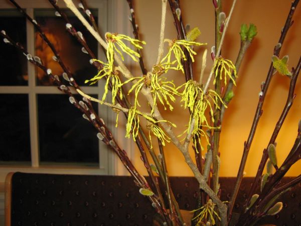 forced branches in bloom