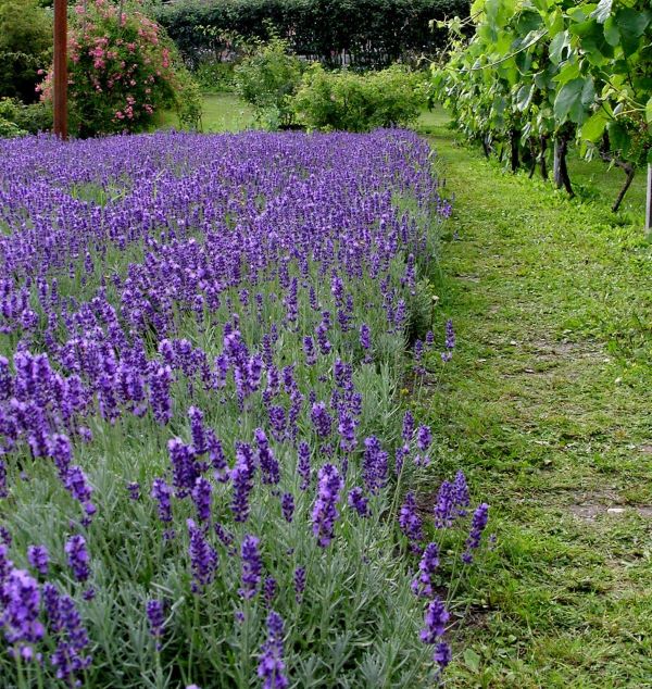 Lavender Hidcote - a drought loving plant. 