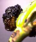 Lily beetle larvae. They look like little blobs of slimy poop! Lily Beetle larvae, chewing on a leaf.