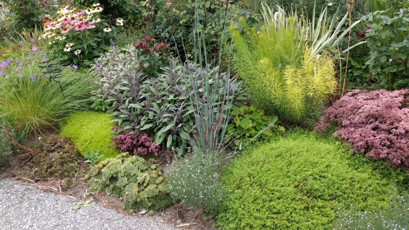 picture of a rich mix of plants with contrasting shapes and textures.