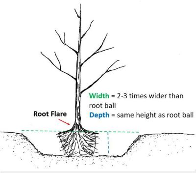 correct tree planting diagram