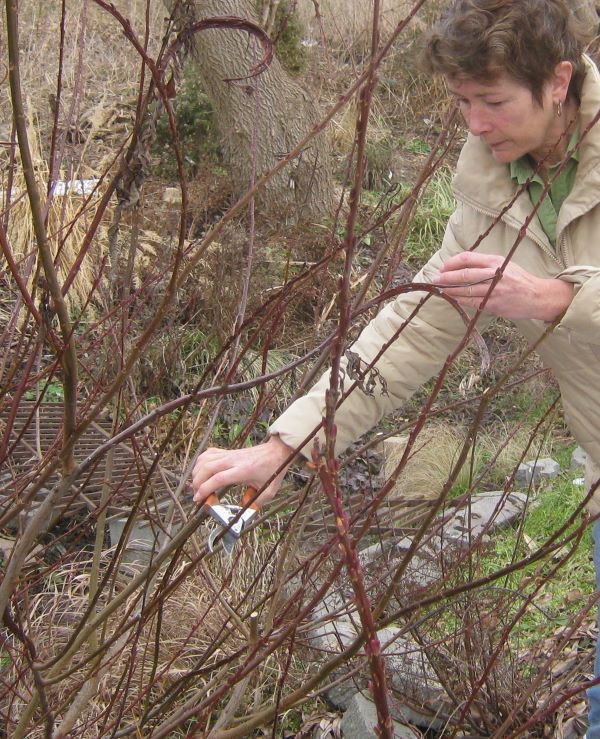 collecting branches for forcing indoors.
