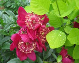 Peony 'Flame' with Cotinus aurea