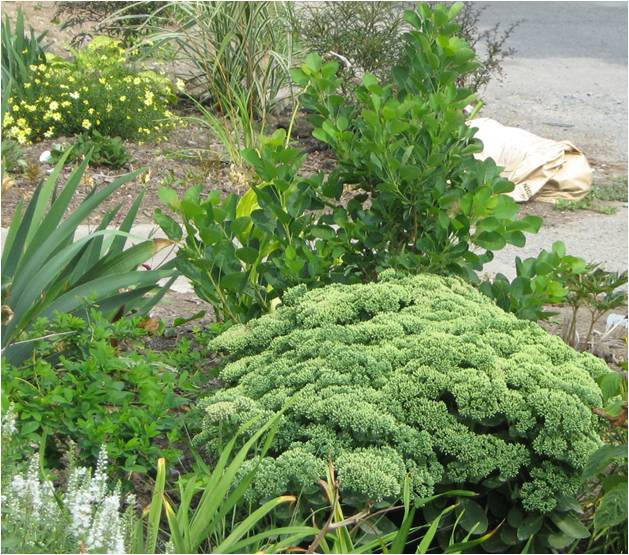 Sedum in Aug - compact after tip pruning in spring. 