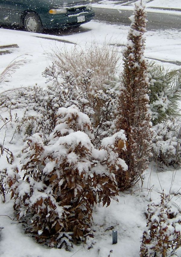 three contrasting small evergreens