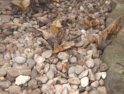 Worms at Work!  Have you ever asked yourself how fallen leaves get lodged part way in the ground?
