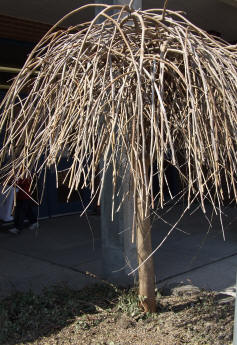 Weeping Mulberry can quickly become a choked mess if not pruned hard each spring.